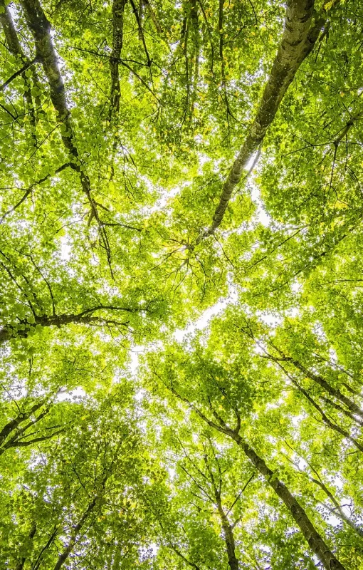 trees-looking-up