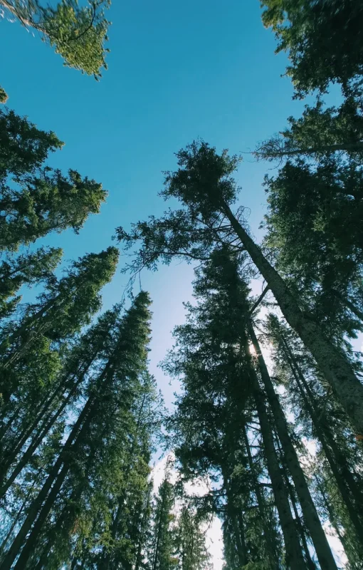 trees-looking-up-sky